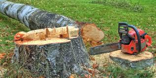 Best Tree Removal  in Robins Af, GA