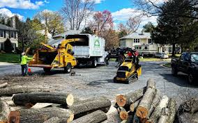 Professional Tree Care in Robins Af, GA