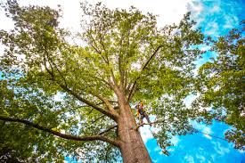 Best Tree and Shrub Care  in Robins Af, GA