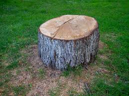 Best Stump Grinding and Removal  in Robins Af, GA