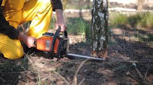 How Our Tree Care Process Works  in  Robins Af, GA