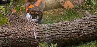 Best Palm Tree Trimming  in Robins Af, GA