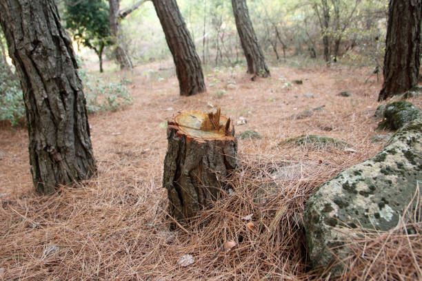 Best Tree Preservation Services  in Robins Af, GA