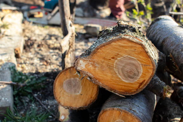 Best Firewood Processing and Delivery  in Robins Af, GA