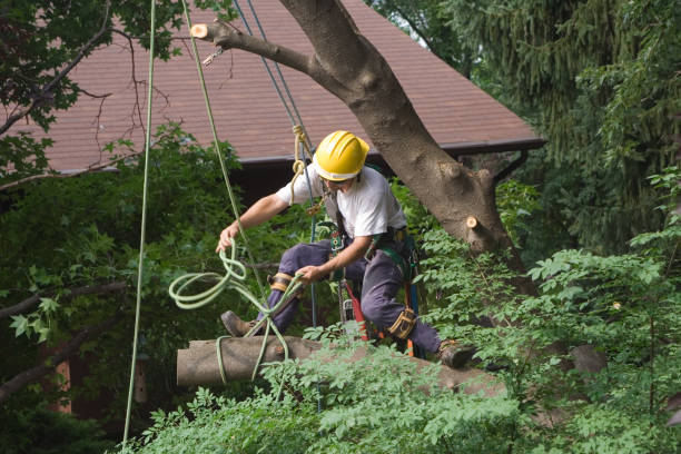 Best Pest Control for Lawns  in Robins Af, GA