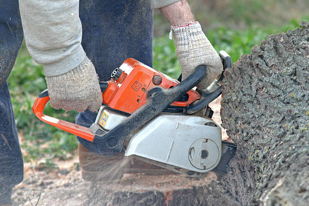 Best Emergency Tree Removal  in Robins Af, GA