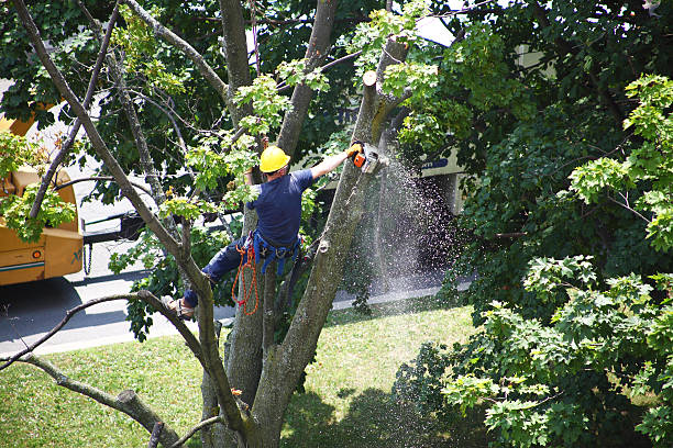 Best Root Management and Removal  in Robins Af, GA