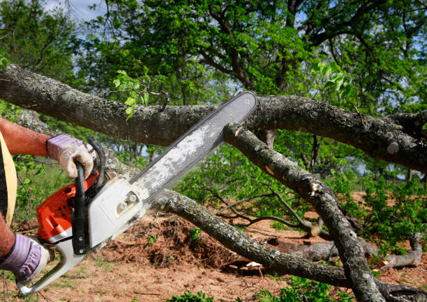 Lawn Renovation and Restoration in Robins Af, GA